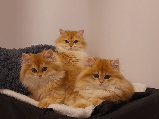 Miot S.jpg