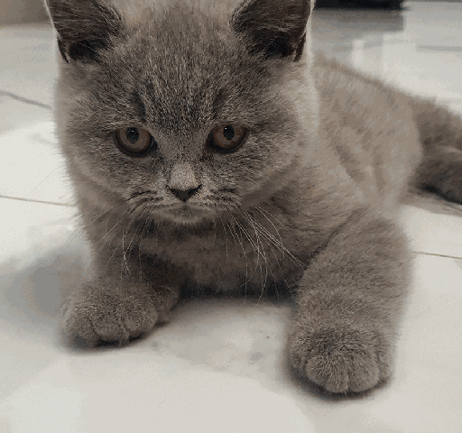 19200.gif
